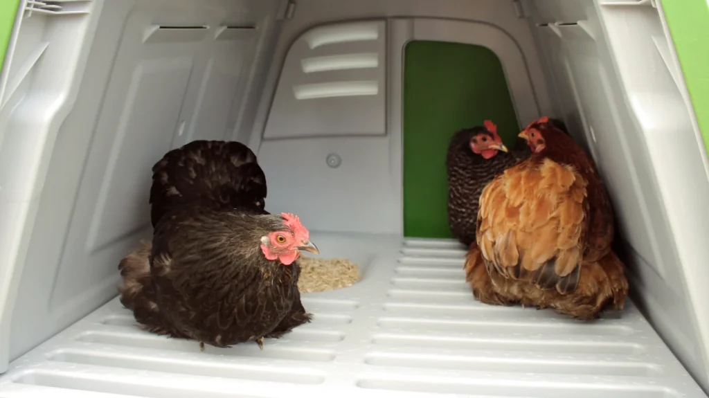 Poules ISA Brown dans un Eglu Go UP Omlet en hiver