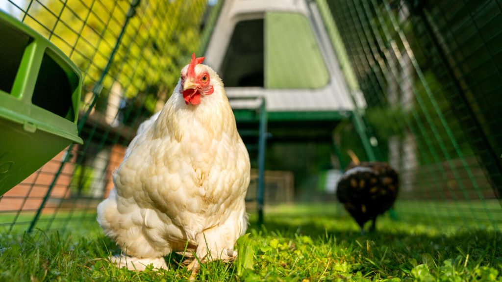Poulailler Eglu Go UP Omlet dans un jardin avec poules ISA Brown